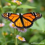 Monarch Butterfly Migration: A Natural Wonder
