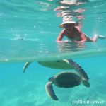 Saving Sea Turtles: A Mexican Conservation Story