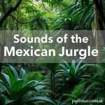 ASMR: Sounds of the Mexican Jungle