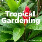 Tropical Gardening: What Thrives in the Heat