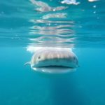 Swim with Whale Sharks: Holbox Adventure