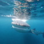 Best Time to See Whale Sharks