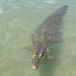 Cancun’s Crocodiles: A Lagoon Adventure