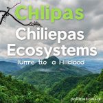 Chiapas Ecosystems: Jungle to Highlands